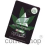 Семена конопли Auto NEFERTITI oт Pyramid Seeds
